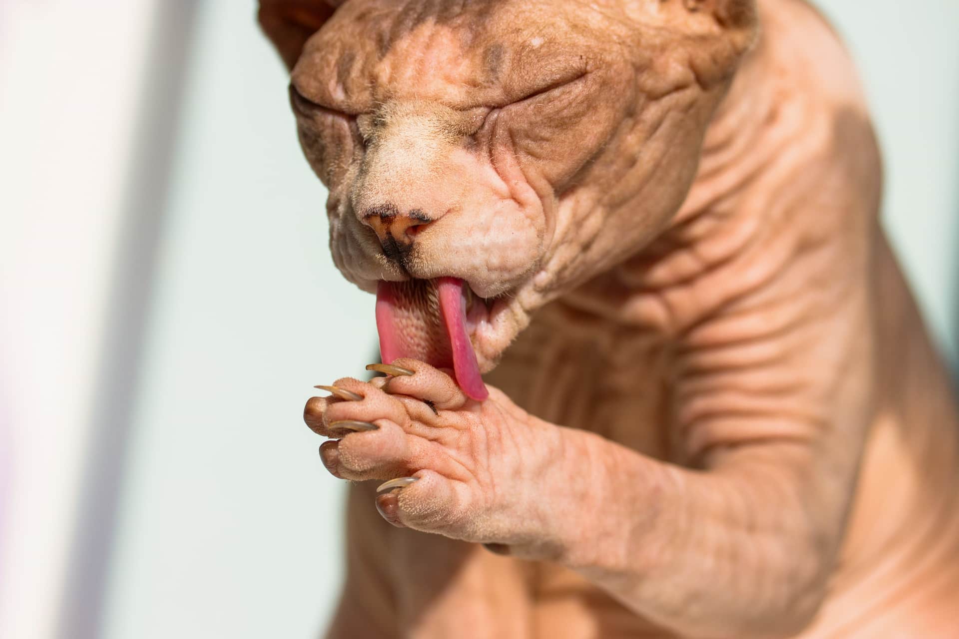 Кошка умывается